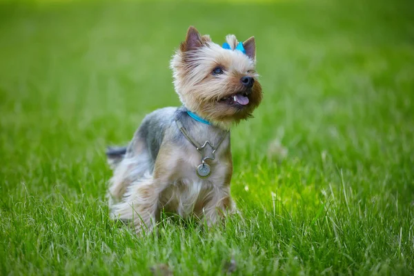 Vacker Yorkshire Terrier Hund Det Gröna Gräset — Stockfoto