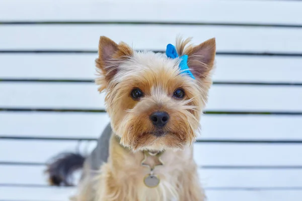 Attraktiv Yorkshire Terrier Hund Bänk Stadspark — Stockfoto