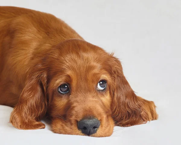 Beyaz arka planda kahverengi renkli sevimli İrlandalı köpek yavrusu..