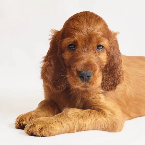 Charming Irish Setter Puppy Brown Color White Background — Stock Photo, Image