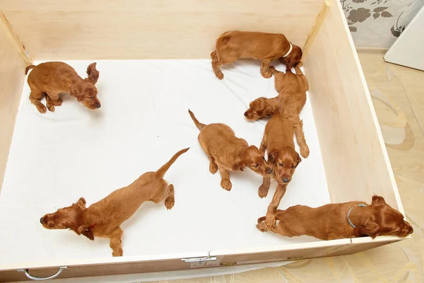 Brown Irish Setter Puppies Wooden Den — 스톡 사진