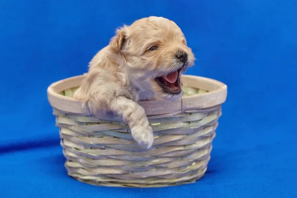 Kleine Puppy Maltipu Zit Een Rieten Mandje Fotoshoot Een Blauwe — Stockfoto