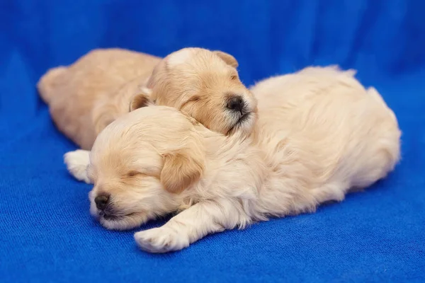 Twee Hele Kleine Maltipu Puppies Slapen Een Omhelzing Fotoshoot Een — Stockfoto