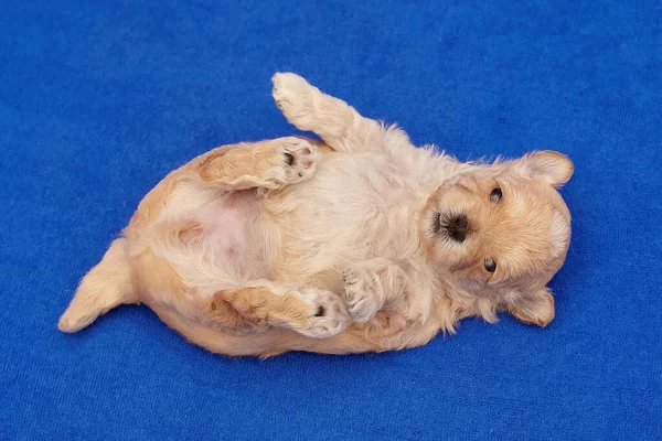 Very Small Maltipu Puppy Lying Its Back Photo Shoot Blue — Stock Photo, Image