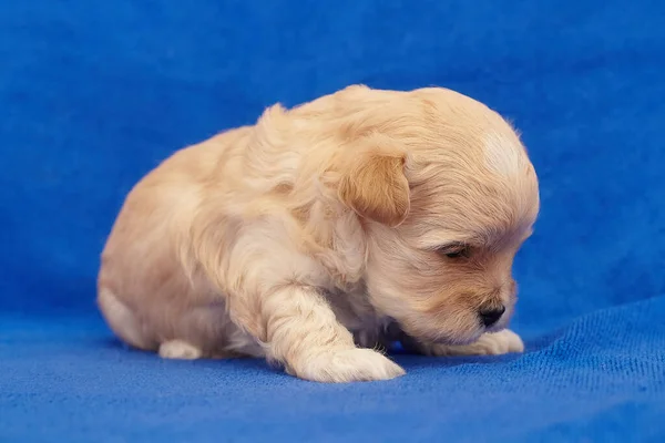 Zeer Kleine Pup Maltipu Fotoshoot Een Blauwe Achtergrond — Stockfoto