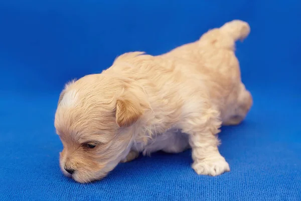 Zeer Kleine Pup Maltipu Aarzelend Probeert Krijgen Zijn Poten Fotoshoot — Stockfoto