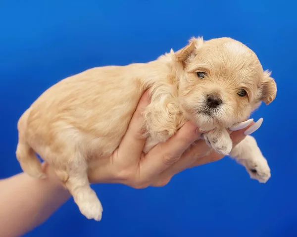 Zeer Kleine Maltipu Puppy Ligt Arm Van Vrouw Fotoshoot Een — Stockfoto