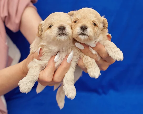 Vrouwenhanden Houden Twee Kleine Maltipu Puppy Vast Fotoshoot Een Blauwe — Stockfoto