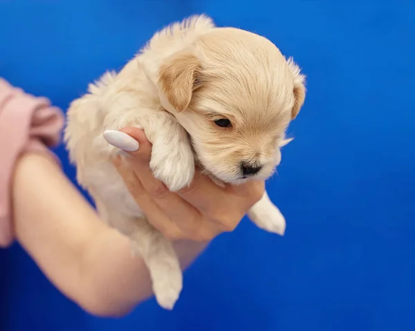 Zeer Kleine Maltipu Puppy Ligt Arm Van Vrouw Fotoshoot Een — Stockfoto