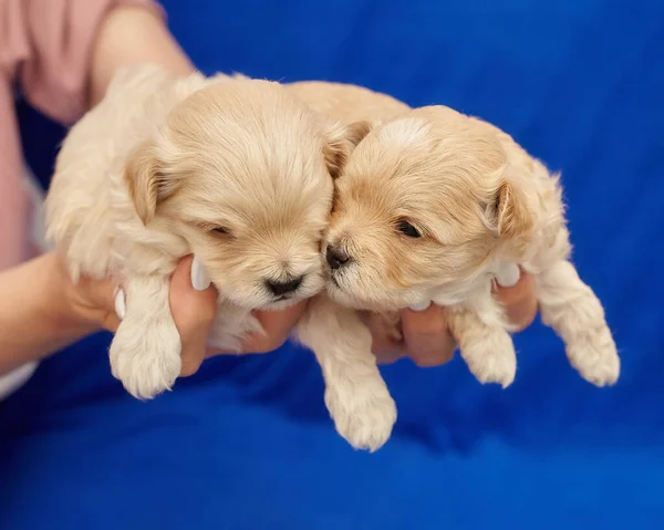 Vrouwenhanden Houden Twee Kleine Maltipu Puppy Vast Fotoshoot Een Blauwe — Stockfoto