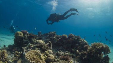 Kızıl Deniz 'de yunuslarla dalış