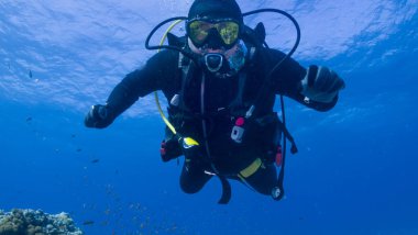 Kızıl Deniz 'de yunuslarla dalış