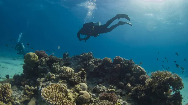 Kızıl Deniz 'de yunuslarla dalış