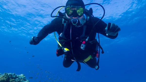 Kızıl Deniz 'de yunuslarla dalış