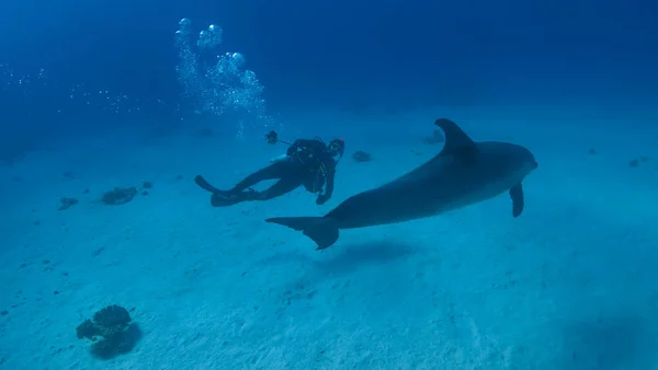 Buceo Con Delfines Mar Rojo Fotos De Stock