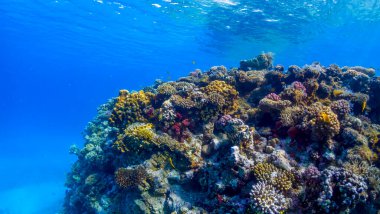 Kızıl Deniz 'in resiflerinde bir renk kargaşası