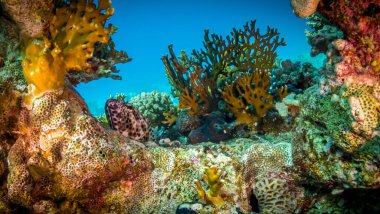 Kızıldeniz kayalıklarında melyporlar