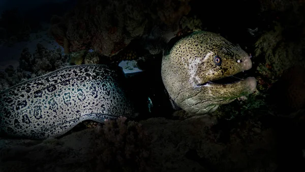 Moray, Kızıl Deniz 'in resiflerini avlar