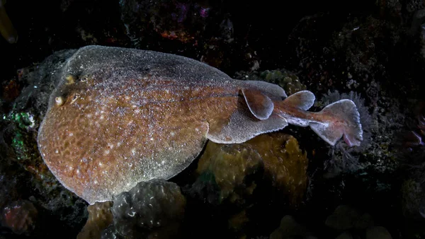 Kızıldeniz resiflerinde elektrikli vatoz.