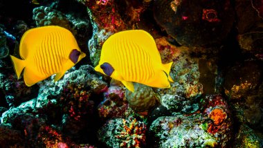 Dalgıç denizin dibinde hazine sandığı buldu.