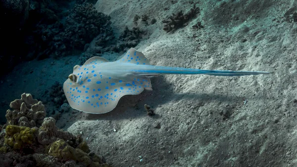 Kızılların resiflerinde Stingray 