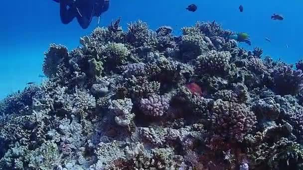 Mergulho Nos Recifes Mar Vermelho Egito — Vídeo de Stock