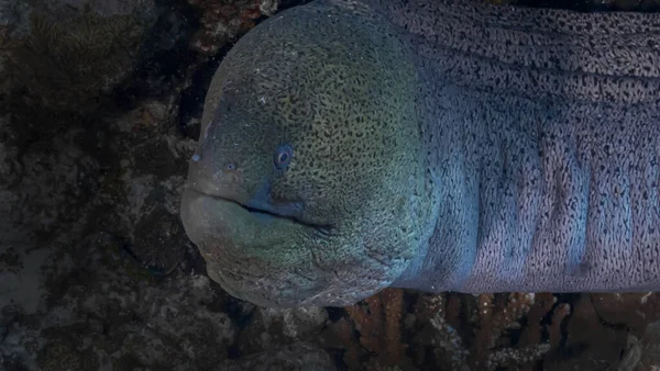 Moray, Kızıl Deniz 'de bir resifte saklanıyor.