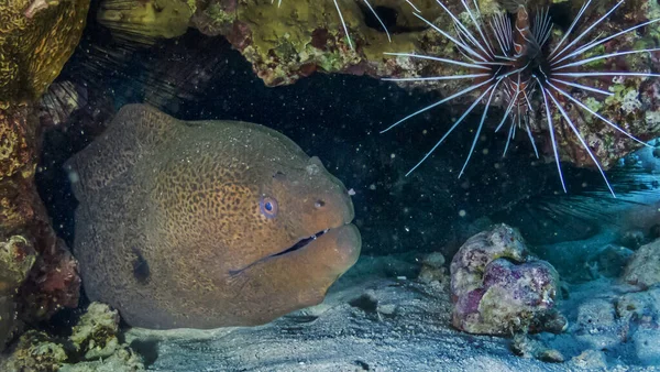 Moray Egy Zátonyban Rejtőzik Vörös Tengeren — Stock Fotó