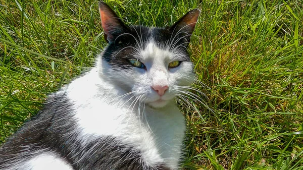 Kedi çimlerin üzerinde yatıyor.