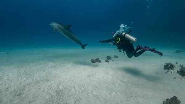 Dalgıç ve yunus Kızıl Deniz 'e dalıyor