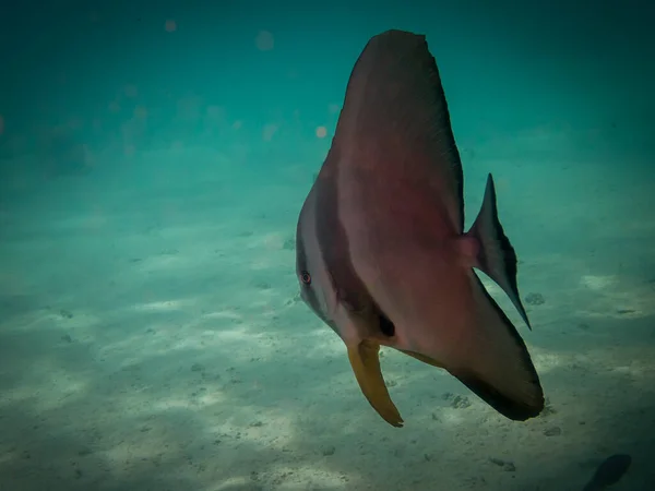 Kızıl Deniz Resiflerindeki Balıklar — Stok fotoğraf