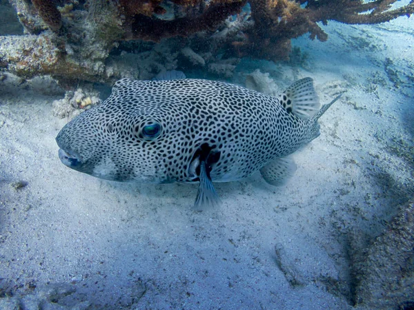 Poissons Sur Les Récifs Mer Rouge — Photo