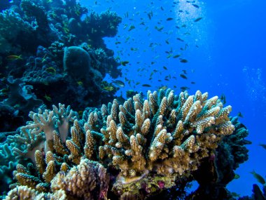 Mısır Kızıl Denizi 'nde güzel mercanlar