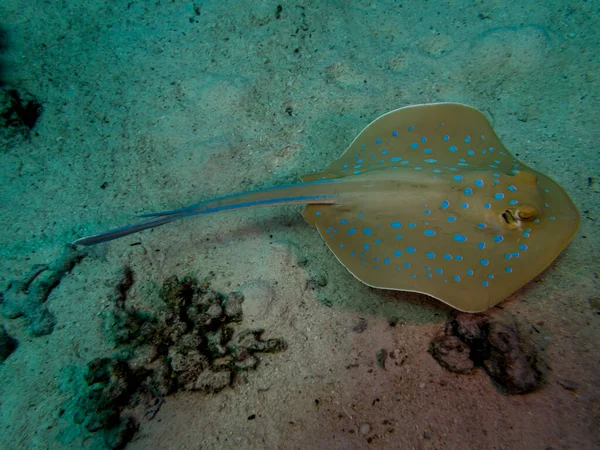 Beaux Poissons Dans Mer Rouge Egypte — Photo