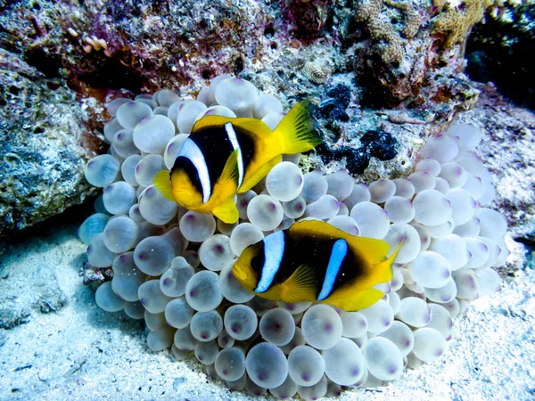 Beaux Poissons Dans Mer Rouge Egypte — Photo