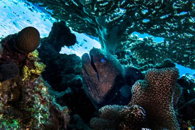 Moray yılan balığı Kızıl Deniz resiflerinde avlanıyor.