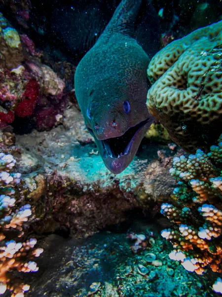 Moray Caza Anguila Arrecife Del Mar Rojo — Foto de Stock