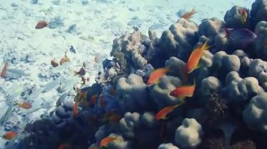 Kızıl Deniz 'in resiflerindeki balıklar