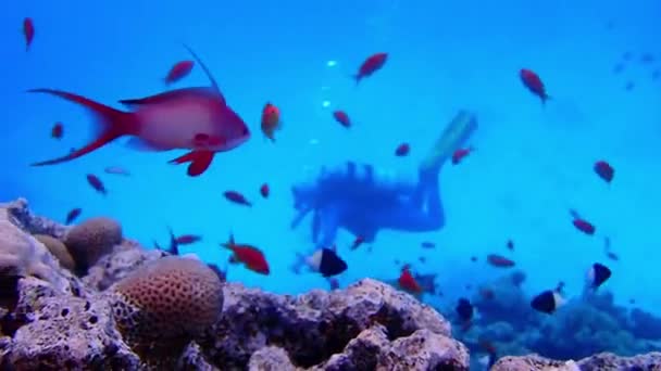 Poissons Sur Les Récifs Mer Rouge — Video