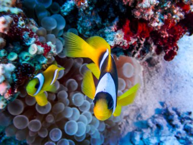 Kızıl Deniz 'in resiflerinde güzel balıklar