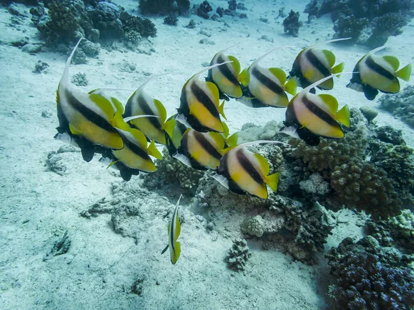 Kızıl Deniz 'in resiflerinde güzel balıklar