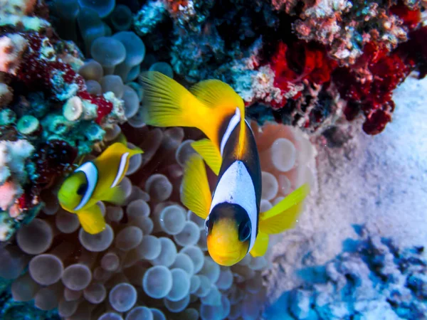 Kızıl Deniz 'in resiflerinde güzel balıklar