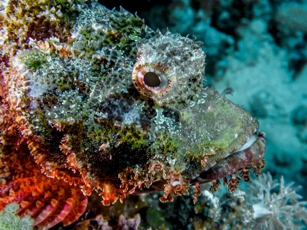 Scorpion Fish Lies Red Sea Reef — Stock fotografie