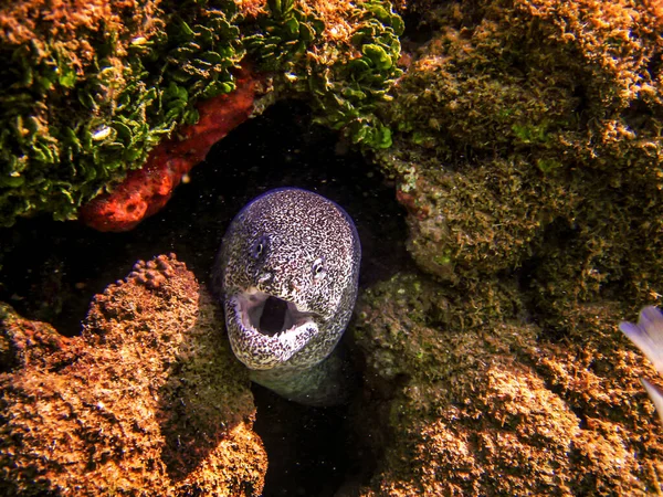 Moray Chasse Anguille Dans Mer Rouge Egypte — Photo