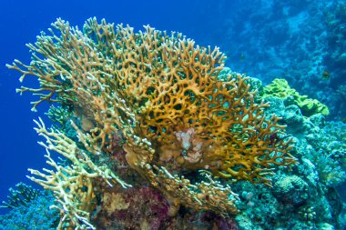 Kızıl Deniz 'in resiflerinde bir renk kargaşası