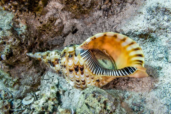 Mısır 'ın Kızıl Denizi' nde güzel deniz kabuğu