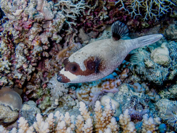 Coloridos Peces Arrecife Del Mar Rojo — Foto de Stock