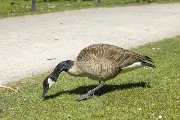 Yaban kazları parkta yiyecek arıyor.