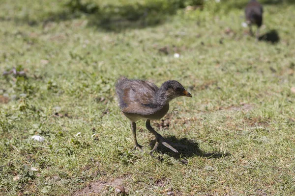 Yaban kazları parkta yiyecek arıyor.