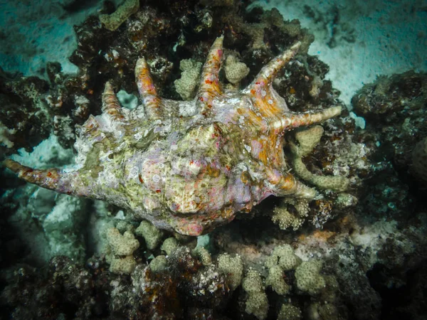 Belle Conchiglie Nei Mari Negli Oceani — Foto Stock